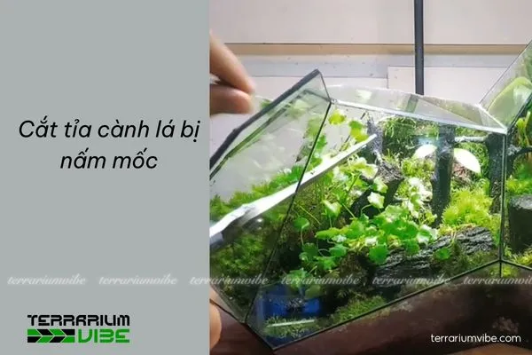 Cắt tỉa cành lá trong terrarium bị mốc