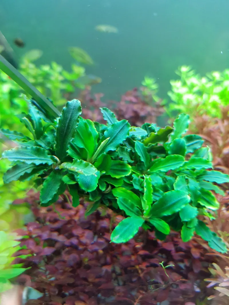 Cây Bucep với lá đa dạng về màu sắc và hình dạng