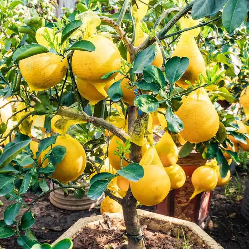 Trực quan cây bưởi cảnh với quả vàng trĩu cành