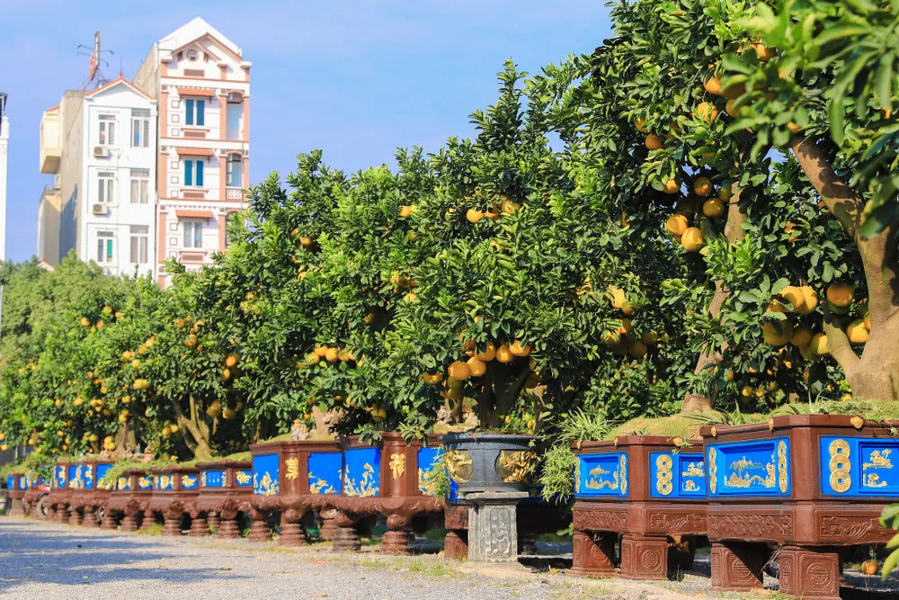 Các chủng loại cây bưởi cảnh phổ biến trên thị trường Tết