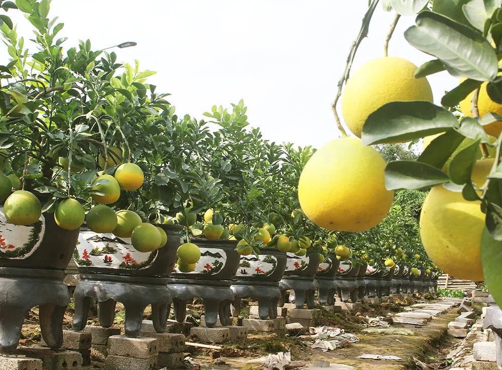 Kỹ thuật trồng cây bưởi cảnh vào chậu đúng cách tại vườn