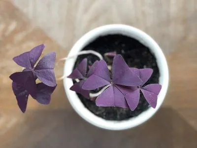 Cây Bướm Đêm cần đất ẩm nhưng phải thoát nước tốt