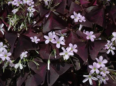 Cận cảnh lá và hoa Cây Bướm Đêm màu tím thẫm