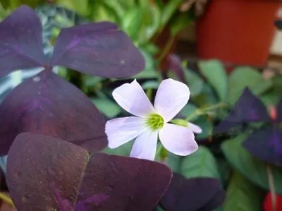 Cây Bướm Đêm nở hoa trắng tím nhạt, tượng trưng cho tình yêu chung thủy