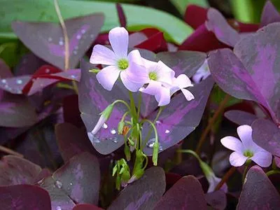 Chậu Cây Bướm Đêm được đặt ở vị trí đón ánh sáng thích hợp