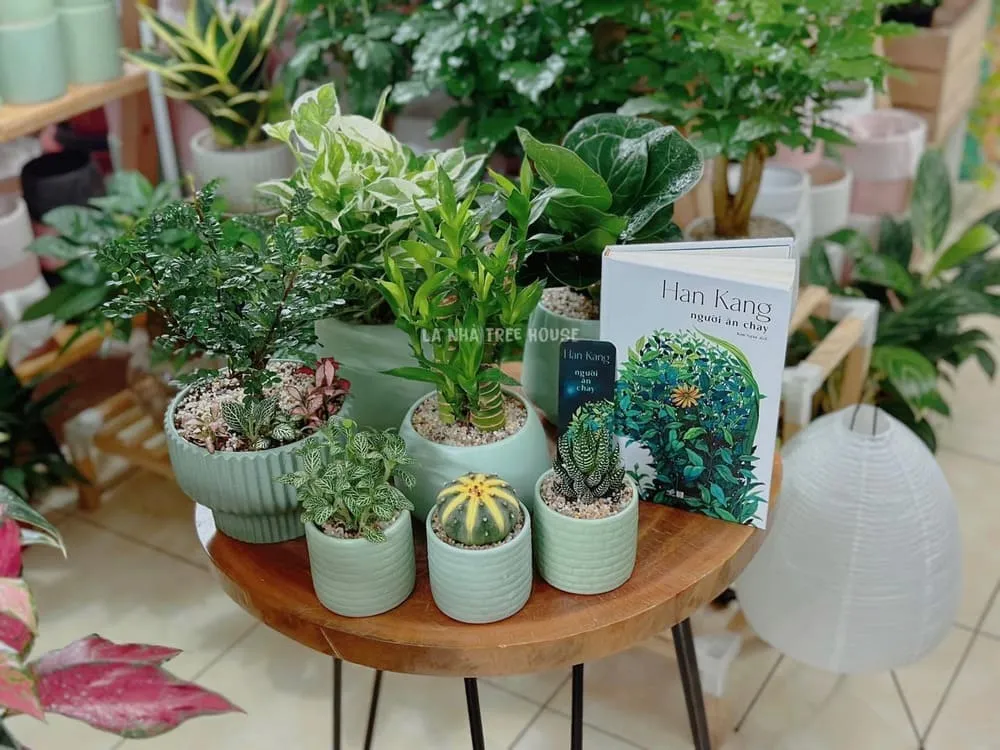 Cây cảnh để bàn đẹp mang lại không gian sống tươi mát