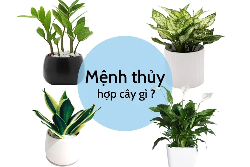Các loại cây cảnh để bàn làm việc hợp mệnh Thủy mang lại may mắn