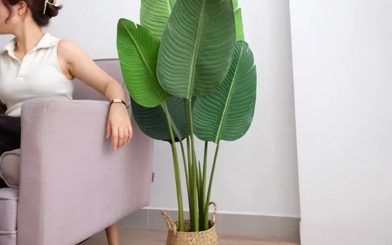 Một chậu chuối cảnh sẽ giúp tô điểm không gian nhà ở