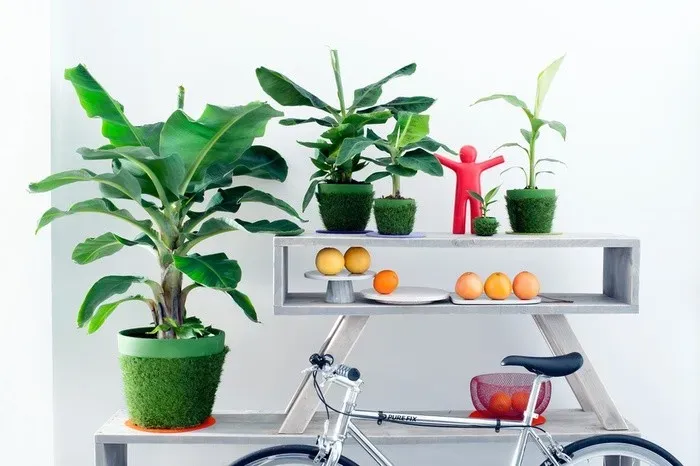 Chuối cảnh mini được nhiều người săn lùng để đặt trên bàn