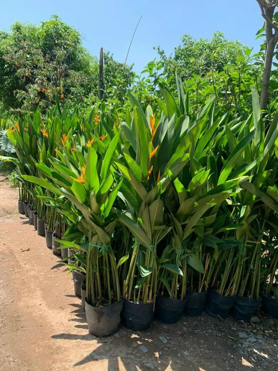 Cây chuối kiểng