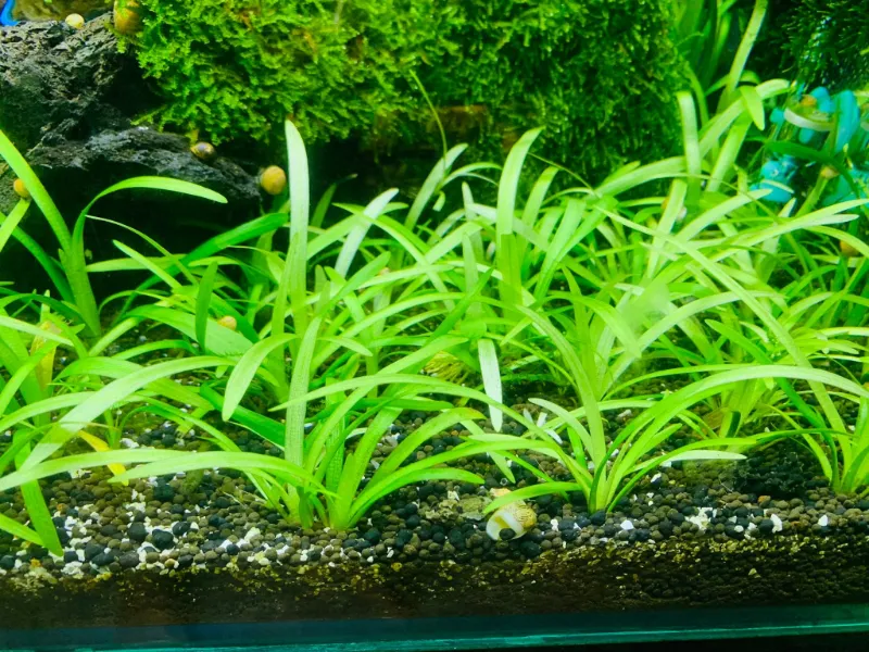 Cỏ thìa tạo thành thảm cỏ xanh mướt dưới đáy hồ