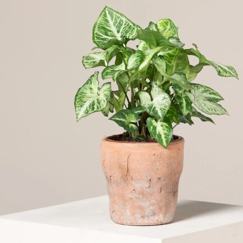 Cây Tróc Bạc trồng thủy sinh giúp điều hòa vận khí và thu hút tài lộc