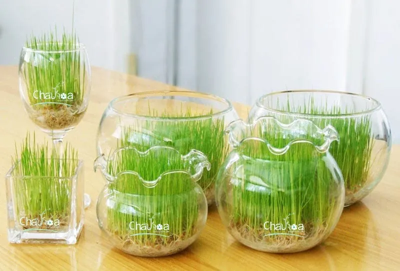 Cây Mầm Xanh thủy canh đem đến tài lộc dồi dào cho gia chủ mệnh Thủy