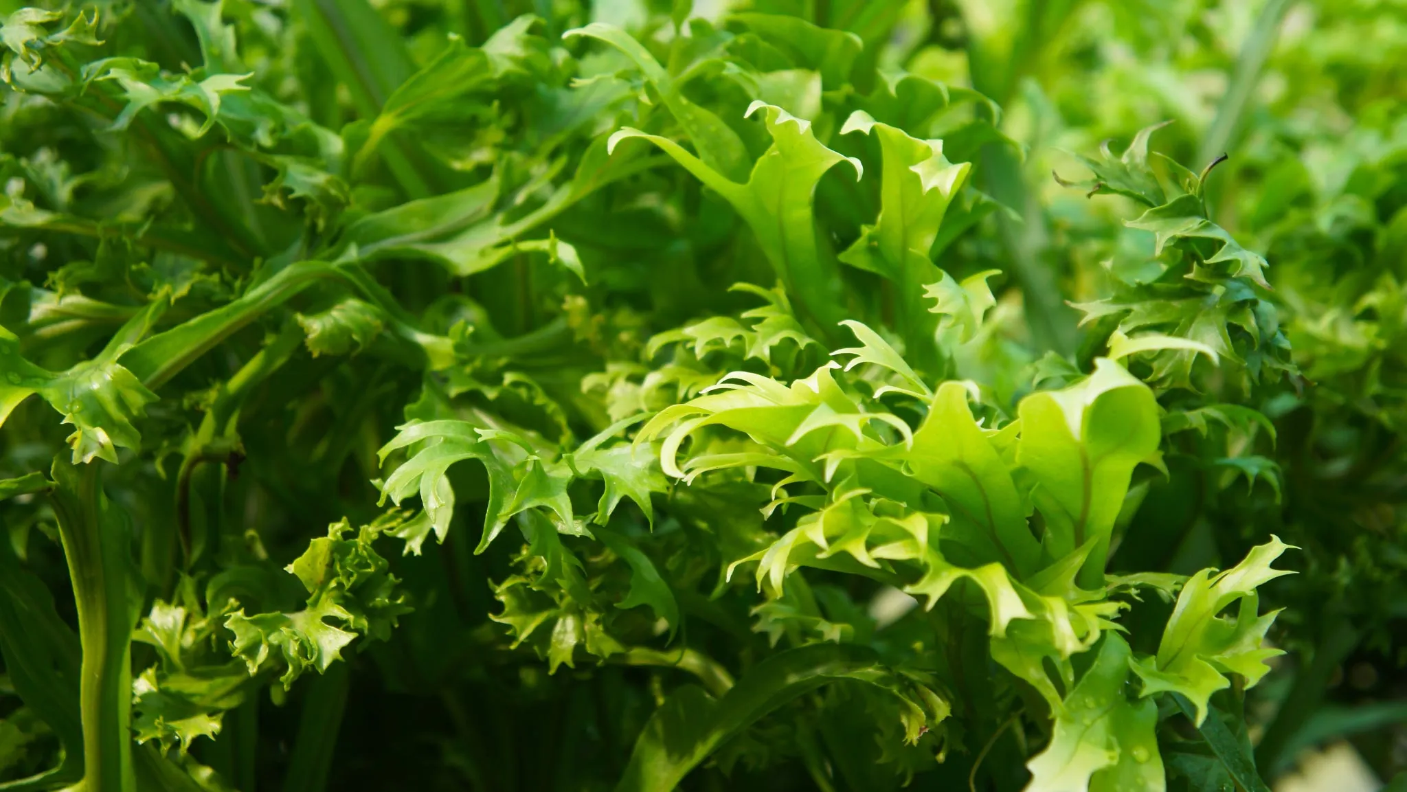 Cây dương xỉ sừng hươu bám trên lũa trong bể thủy sinh