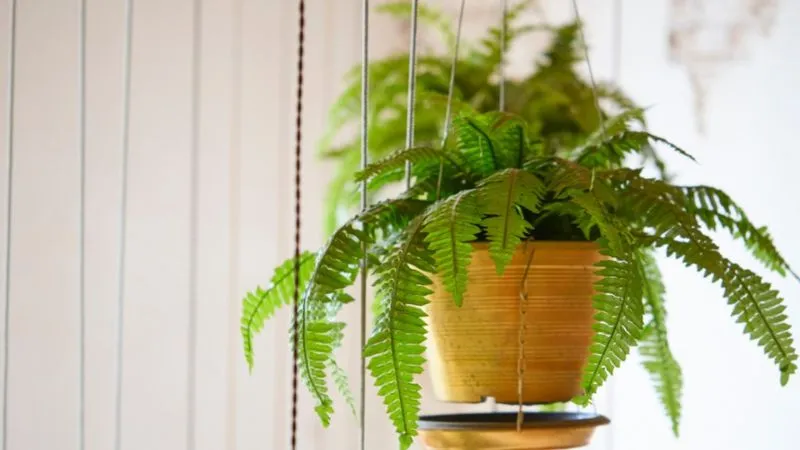 Chậu dương xỉ treo trên cao giúp tiết kiệm không gian