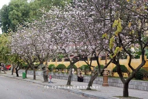 Hàng cây hoa ban tím trên phố Bắc Sơn, Hà Nội khi vào mùa hoa