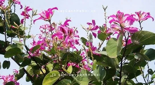 Hoa ban tím nở trên cành với những chiếc lá hình móng bò đặc trưng