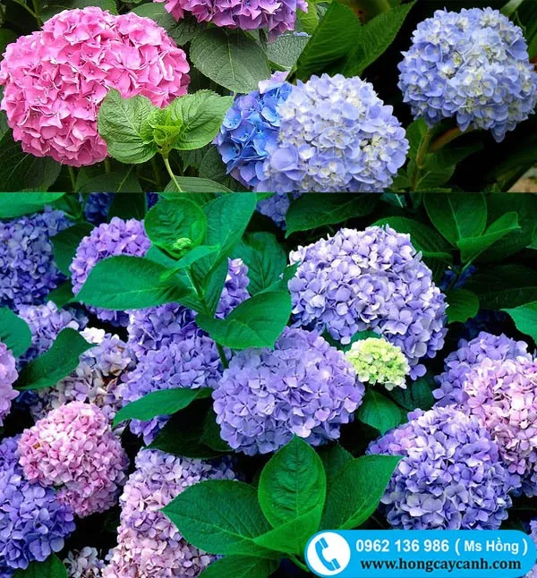 Cây hoa Cẩm Tú Cầu màu sắc thay đổi theo độ pH của đất