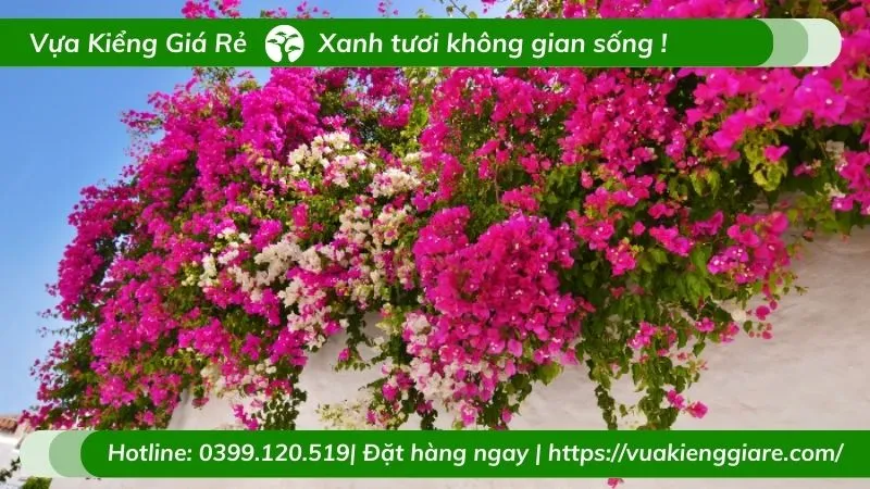 Giàn hoa giấy được trồng trong chậu và leo dọc theo lan can ban công