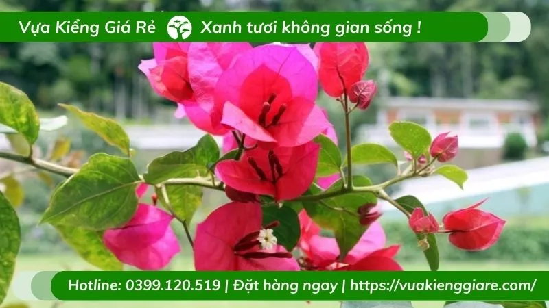 Giàn hoa giấy nhiều màu sắc với tán lá xanh mướt