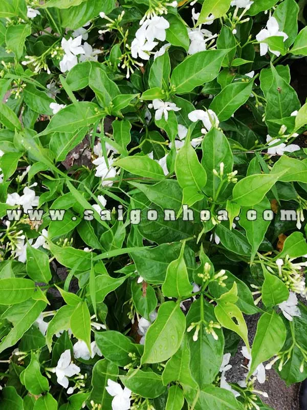 Cây hoa Lài Trâu với tán lá xanh và hoa trắng tinh khiết