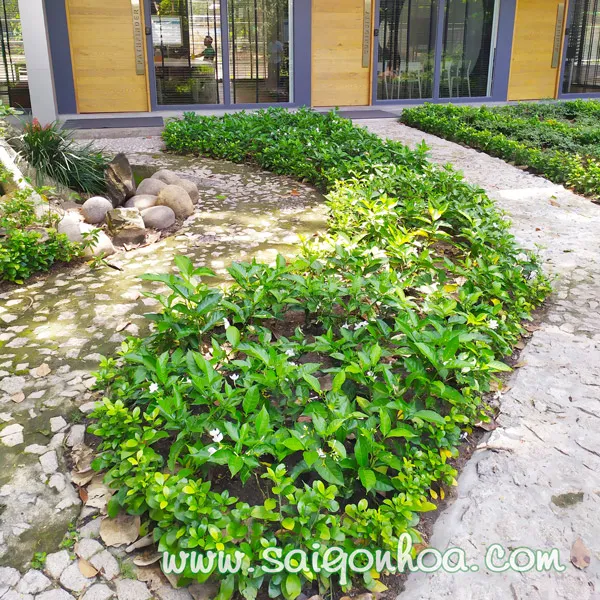 Ứng dụng cây hoa Lài Trâu trồng viền, trồng nền trong cảnh quan