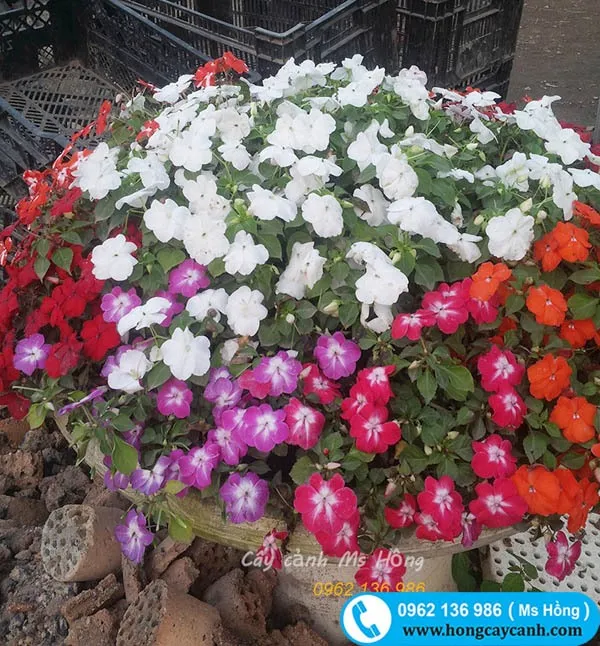 Cây hoa Ngọc Thảo Đơn màu hồng xinh xắn trong chậu nhỏ