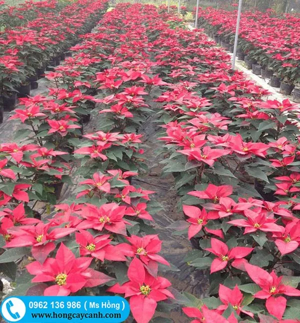 Cây hoa Trạng Nguyên đỏ và trắng thường dùng trang trí Tết