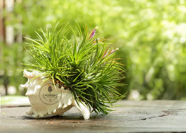 Cây Không Khí được treo lơ lửng trang trí không gian sống