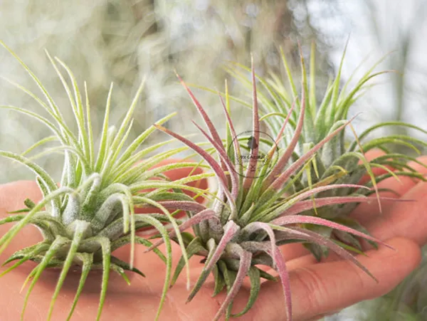 Một cây Không Khí màu xanh tươi tắn có thể làm sạch không khí xung quanh