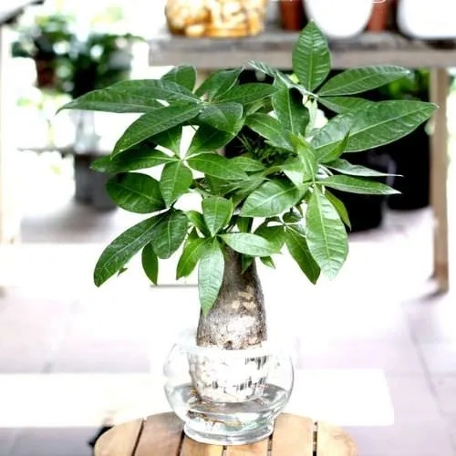 Chậu cây kim ngân thủy sinh với bộ rễ trắng khỏe mạnh