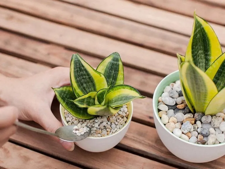 Trẻ em và vật nuôi nên tránh ăn lá cây lưỡi hổ vì có độc tố gây buồn nôn