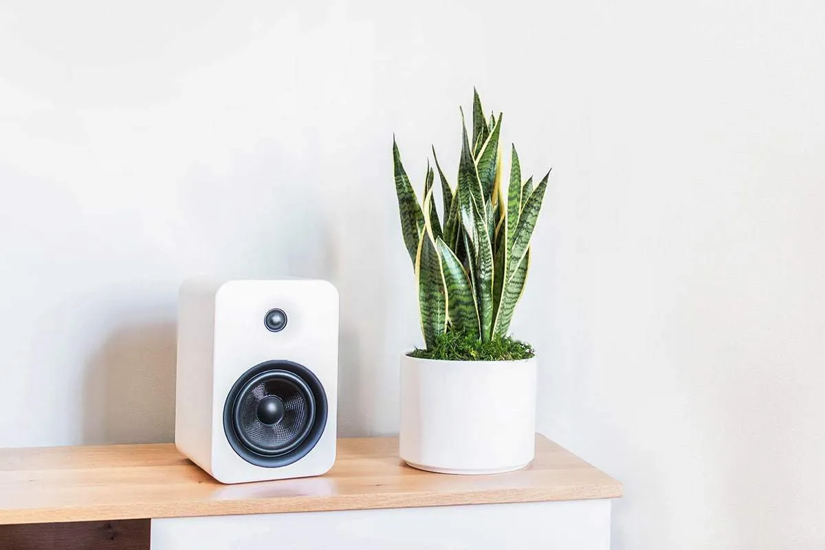 Cây lưỡi hổ là loại cây lọc không khí hiệu quả