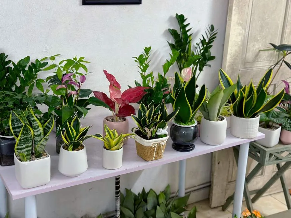 Chậu cây lưỡi hổ để bàn