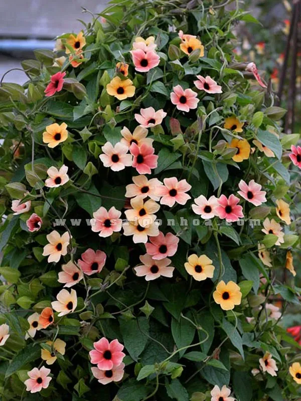 Cây Mắt Huyền thân thảo