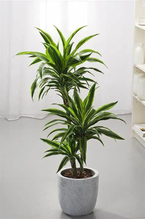 Cây Phát Tài mang lại may mắn và tiền tài cho gia chủ