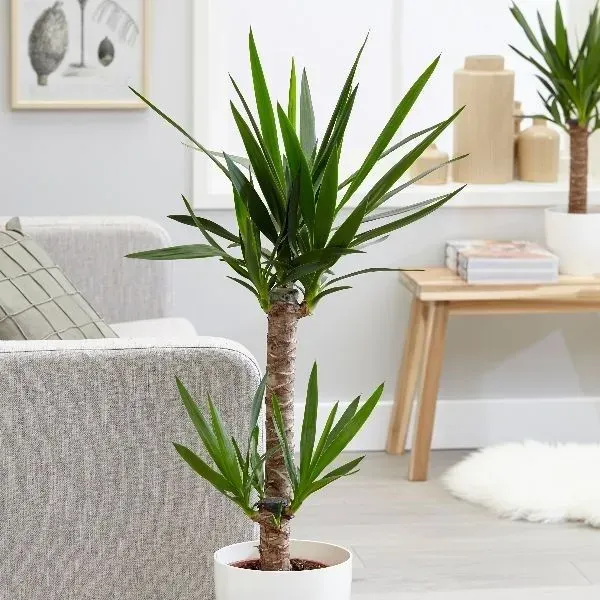 Giá bán Cây Phát Tài phụ thuộc vào loại cây và kích thước