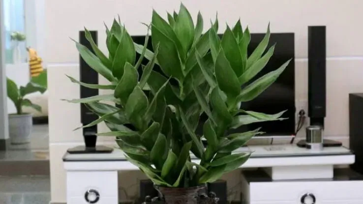 Cây Phát Tài Búp Sen với hình dáng độc đáo, thanh thoát