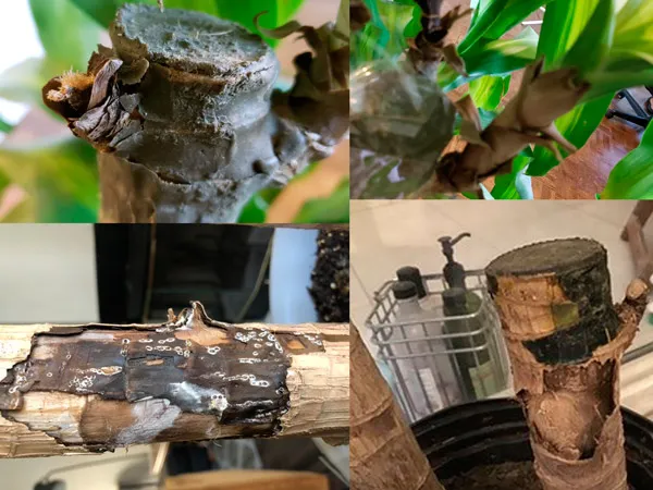 Thân cây phát tài bị nhũn và chuyển màu nâu đen