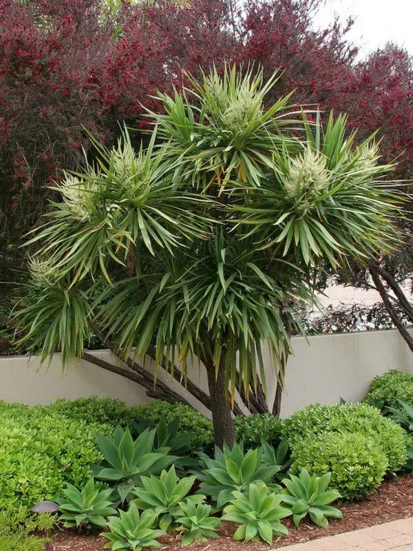 Cây Phát Tài Núi nhỏ thường có giá khoảng 500.000đ