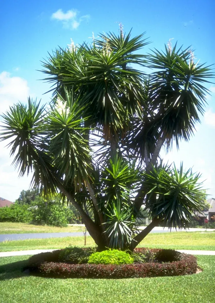 Cây Phát Tài Núi thuộc hành Mộc, rất hợp với người mệnh Thủy, Mộc, và Hỏa