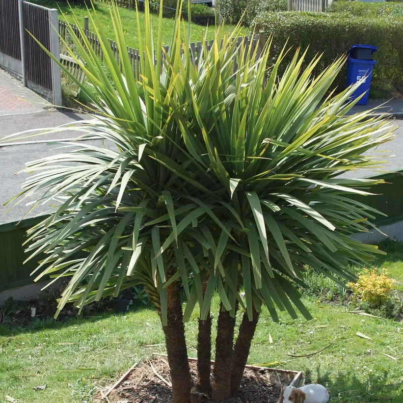 Có thể trồng cây Phát Tài Núi bằng cách giâm cành