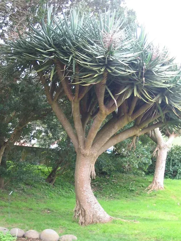 Cây Phát Tài Núi có thân gỗ và tán lá xòe rộng