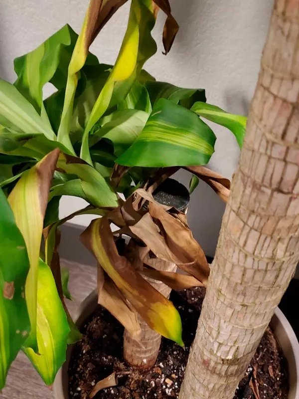 Ngọn cây phát tài bị thối nhũn do úng nước