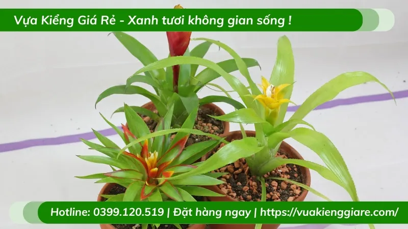 Cận cảnh bông hoa hình ngọn nến màu đỏ của cây Phong Lộc Hoa
