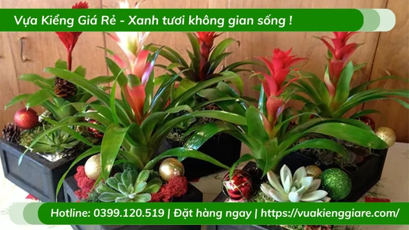 Cây Phong Lộc Hoa đặt cạnh các vật phẩm phong thủy khác trên bàn