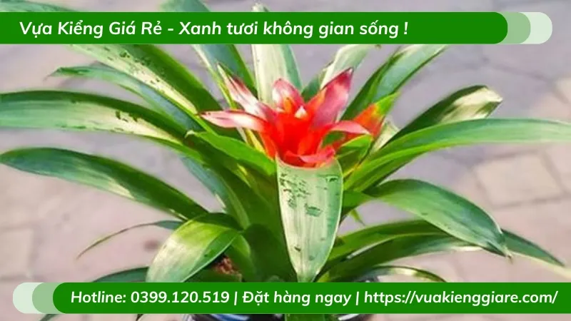 Cây Phong Lộc Hoa đặt trong nhà, gần cửa sổ để nhận ánh sáng nhẹ