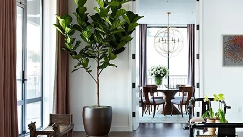 Cây Bàng Singapore là loài cây ưa bóng râm, thích hợp đặt gần cửa sổ.
