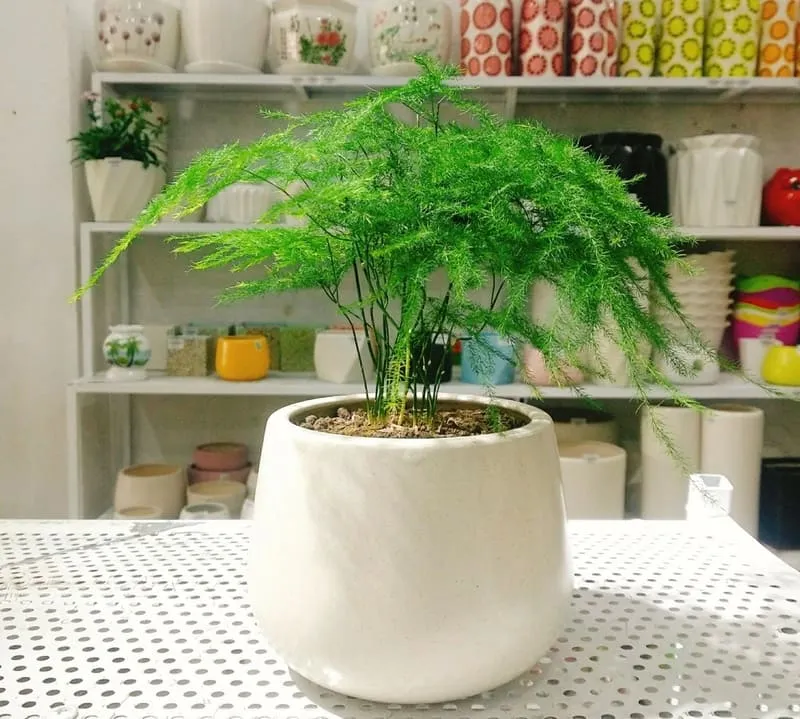 Cây Thủy Tùng (Mini) là lựa chọn cây phong thủy để bàn làm việc hợp mệnh Thủy