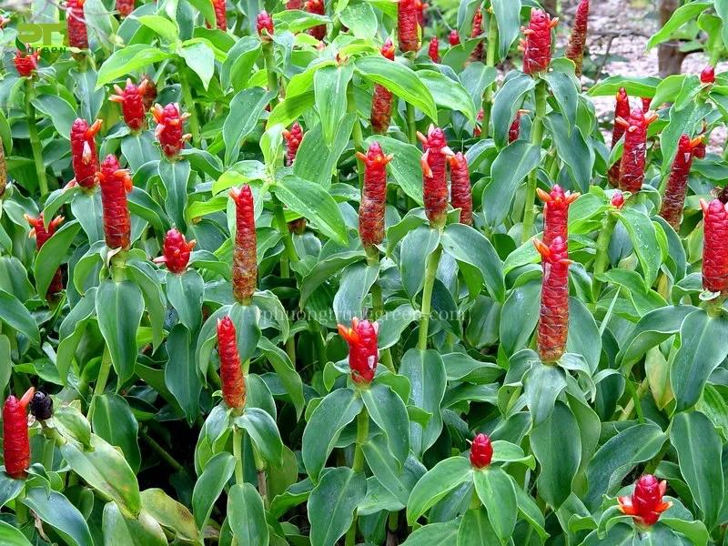 Hướng dẫn kỹ thuật chăm sóc cây Phúc Lộc Thọ tại nhà